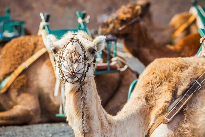 Timanfaya Volcano Tour & Camel Ride — Half-Day South Lanzarote Adventure photo 6