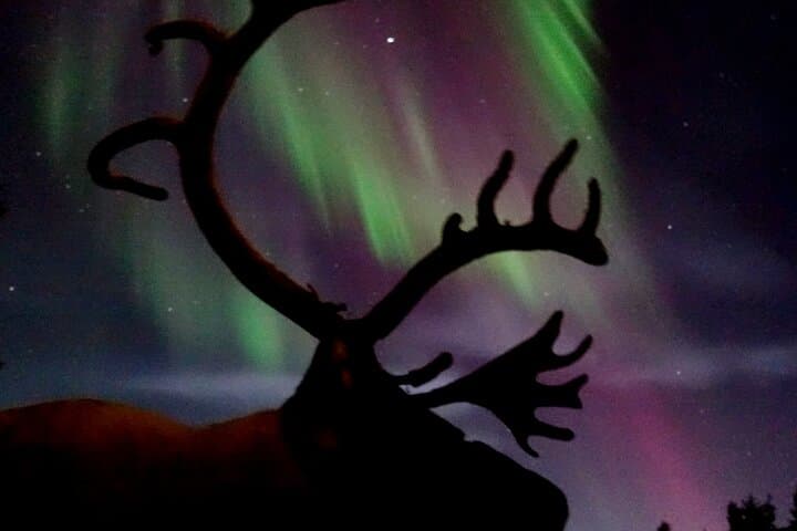 Reindeer Sleigh & Northern Lights Tour in Jukkasjärvi