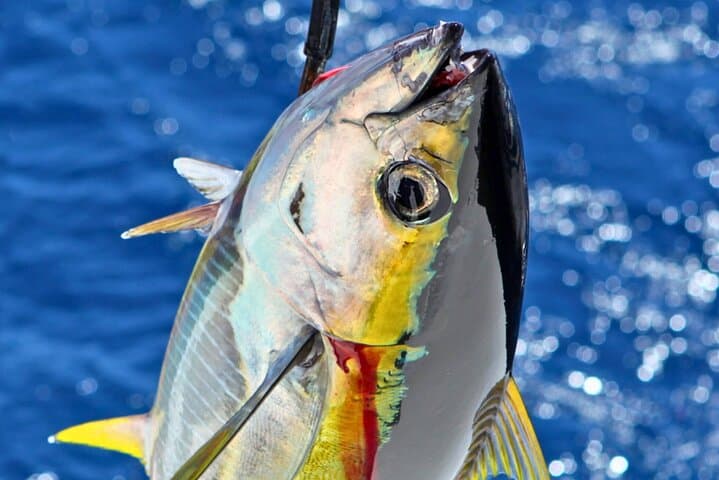 Maeda Fishing Port Trolling Charter — 3-Hour Tuna, Mahi‑Mahi & Bonito Adventure photo 3