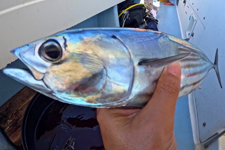 Maeda Fishing Port Trolling Charter — 3-Hour Tuna, Mahi‑Mahi & Bonito Adventure photo 4
