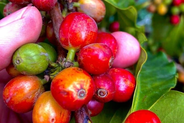 Full-Day Coffee Tour & Rural Walk in Salento — Coffee Farm Experiences photo 4