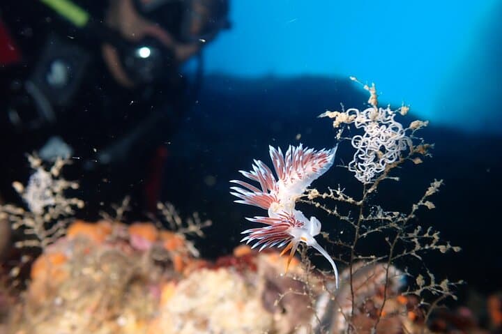 Taormina Discover Scuba Diving: Intro Dives from Giardini Naxos Harbor photo 4