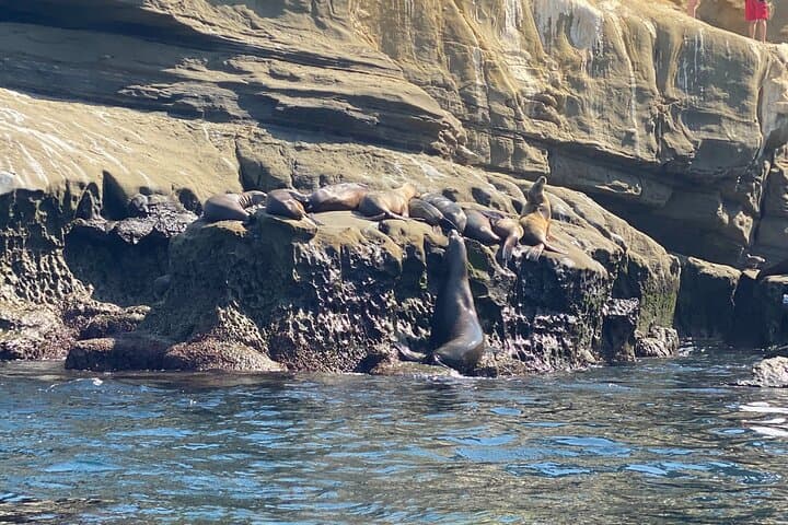Paddling the La Jolla Sea Caves: A Guided Single-Kayak Adventure photo 5
