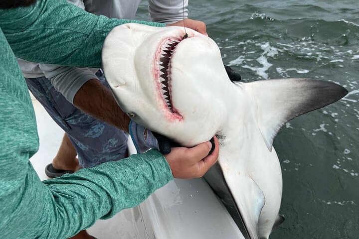 Shark Fishing Tampa Bay: Half-Day Charter for Hook-to-Hold Encounters photo 1
