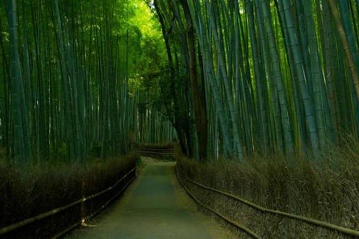Kyoto Golden Pagoda & Arashiyama Bamboo Forest Tour — English Guide photo 2