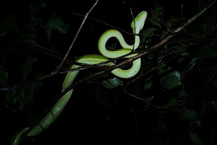 Monteverde Night Walk: Guided Nocturnal Cloud-Forest Tour at Finca Ficus