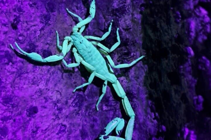 Monteverde Night Walk: Guided Nocturnal Cloud-Forest Tour at Finca Ficus photo 2