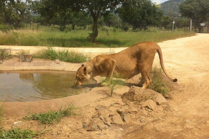 Rhino and Lion Nature Reserve Safari: Open Truck Game Drive Near Johannesburg photo 6