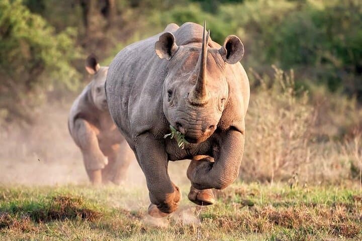 Pilanesberg 2-Day Safari: Big Five Game Drives & Thatched Chalet Stay