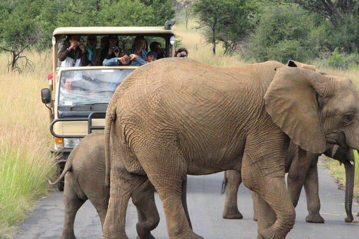 Pilanesberg 2-Day Safari: Big Five Game Drives & Thatched Chalet Stay photo 2