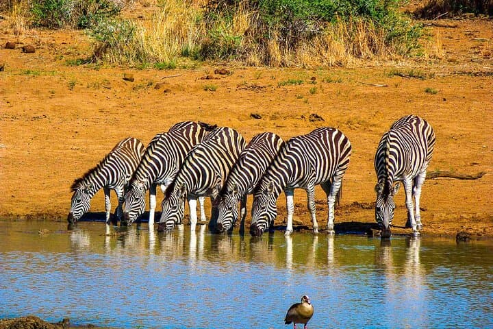 Private Pilanesberg Closed-Drive Safari: Big Five in a Volcanic Landscape photo 3