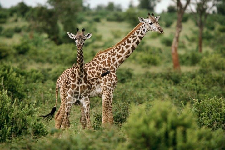 Pilanesberg 2-Day Safari: Big Five Game Drives & Thatched Chalet Stay photo 4