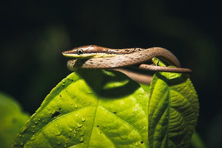 Secret Night Walk in Tortuguero: Night Wildlife Tour in Costa Rica's Wetlands photo 2