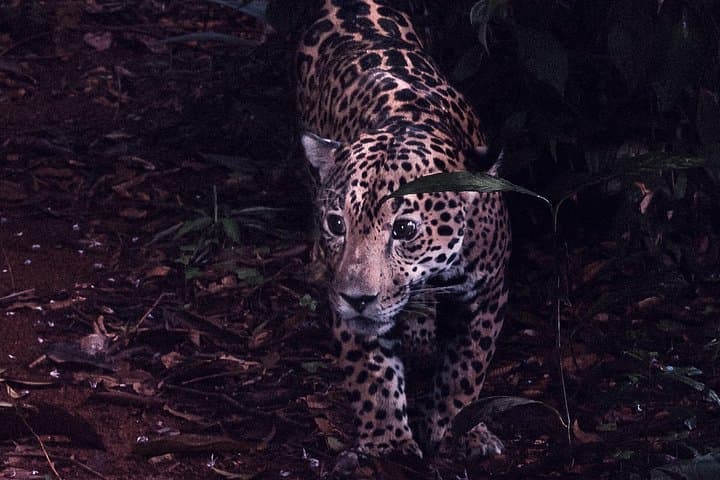 Secret Night Walk in Tortuguero: Night Wildlife Tour in Costa Rica's Wetlands photo 4