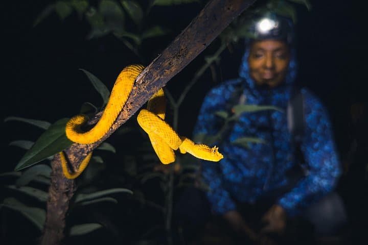 Secret Night Walk in Tortuguero: Night Wildlife Tour in Costa Rica's Wetlands photo 1