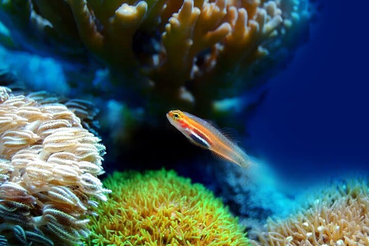 Miami to Key West Day Trip: 7-Mile Bridge, Snorkel Options & Self-Guided Key West photo 6