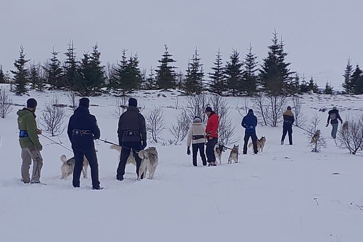 Hiking with Husky near Akureyri: Coastal Forest Walk & Dog-Farm Visit photo 4