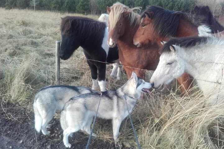 Hiking with Husky near Akureyri: Coastal Forest Walk & Dog-Farm Visit photo 5