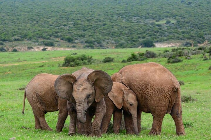 3-Day Garden Route Private Tour from Cape Town — Knysna, Tsitsikamma & Oudtshoorn photo 3