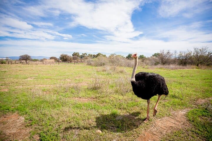 3-Day Garden Route Private Tour from Cape Town — Knysna, Tsitsikamma & Oudtshoorn photo 6