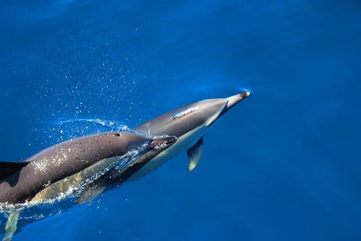 Terceira Whale Watching & Dolphin Swim at Ilhéus das Cabras photo 4