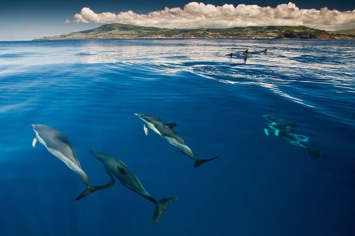 Terceira Whale Watching & Dolphin Swim at Ilhéus das Cabras photo 6