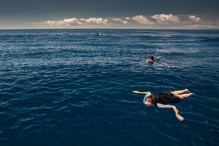 Terceira Island Dolphin Swim: Wild Dolphin Snorkel in the Azores photo 4
