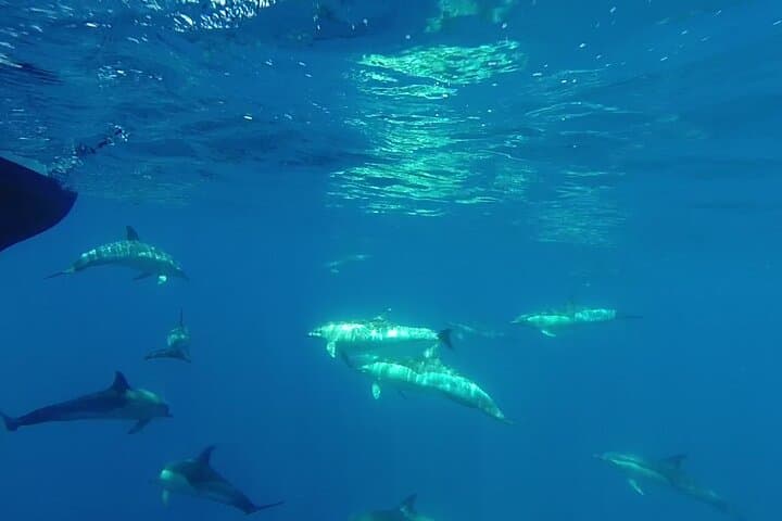 Swimming with Wild Dolphins on Terceira Island — Private Azores Snorkel Experience photo 3