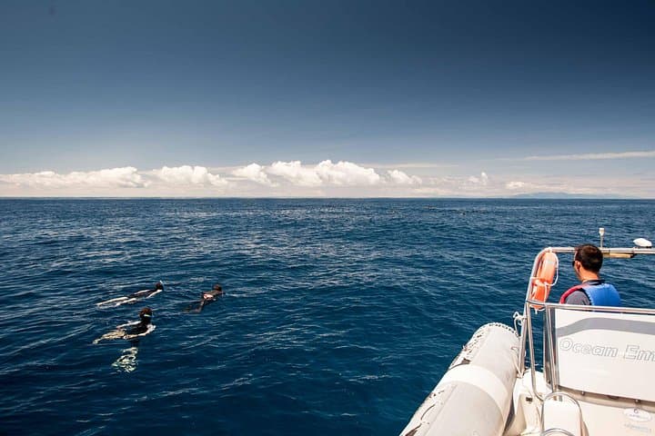 Terceira Island Dolphin Swim: Wild Dolphin Snorkel in the Azores photo 6