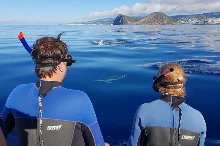 Terceira Island Dolphin Swim: Wild Dolphin Snorkel in the Azores photo 2