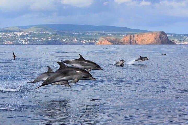 Terceira Island Dolphin Swim: Wild Dolphin Snorkel in the Azores photo 3