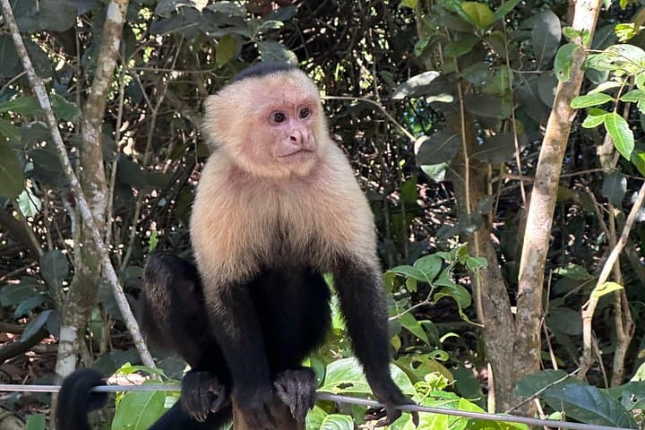 Guided Hike in Manuel Antonio National Park with Transport — Wildlife & Beaches photo 1
