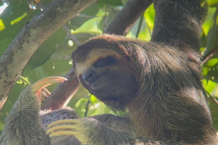 Guided Hike in Manuel Antonio National Park with Transport — Wildlife & Beaches photo 2
