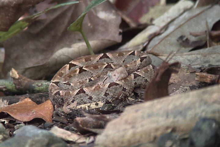 Guided Hike in Manuel Antonio National Park with Transport — Wildlife & Beaches photo 3