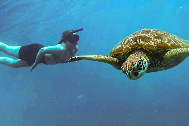 Swim with Turtles in Rarotonga: Guided Cook Islands Snorkel Tour photo 4