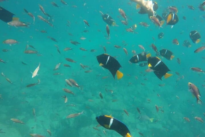 Private Tour to Hidden Beach at Marietas Islands from Punta Mita photo 5