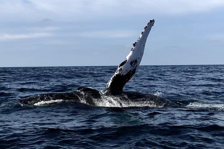 Private Humpback Whale Watching from Punta Mita — Winter Whale Tours in Banderas Bay