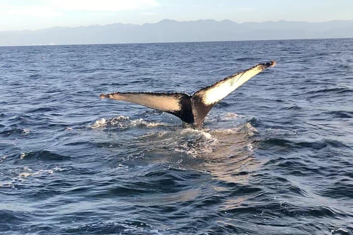 Private Humpback Whale Watching from Punta Mita — Winter Whale Tours in Banderas Bay photo 2