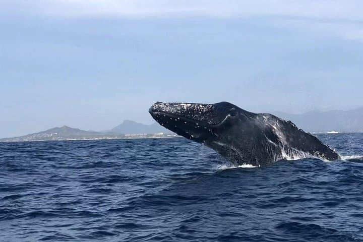 Private Humpback Whale Watching from Punta Mita — Winter Whale Tours in Banderas Bay photo 3