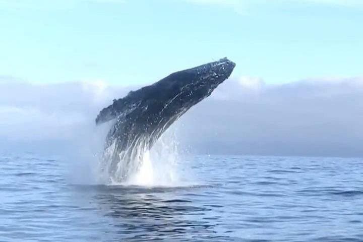 Private Humpback Whale Watching from Punta Mita — Winter Whale Tours in Banderas Bay photo 4