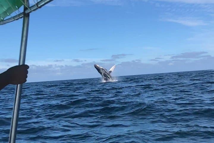 Private Humpback Whale Watching from Punta Mita — Winter Whale Tours in Banderas Bay photo 5