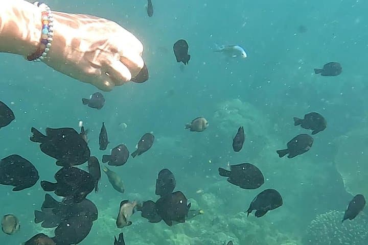 Sanur Snorkeling: Short Jukung Trip to Coral Gardens and Underwater Gate photo 3