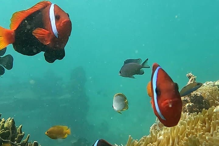 Sanur Snorkeling: Short Jukung Trip to Coral Gardens and Underwater Gate photo 2