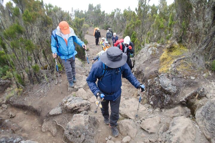 Lemosho Route Kilimanjaro: 7-Day Summit Trek from Forest to Uhuru Peak photo 6