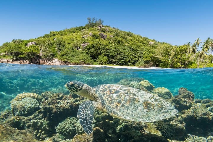 Full-Day Snorkeling at Cousin, Curieuse & St. Pierre — Praslin Islands photo 1