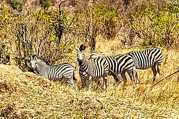 Early-Morning Safari Game Drive in Zambezi National Park, Zimbabwe photo 4