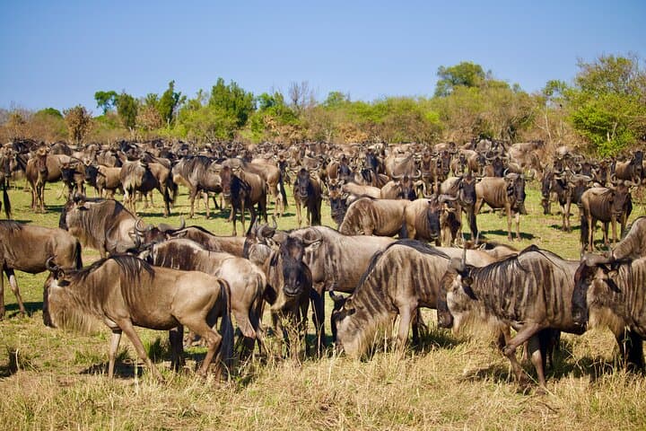 6-Day Wildebeest Migration Calving Safari — Serengeti & Ngorongoro Calving Season photo 1
