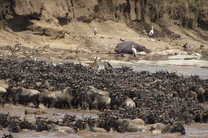 6-Day Wildebeest Migration Calving Safari — Serengeti & Ngorongoro Calving Season photo 2
