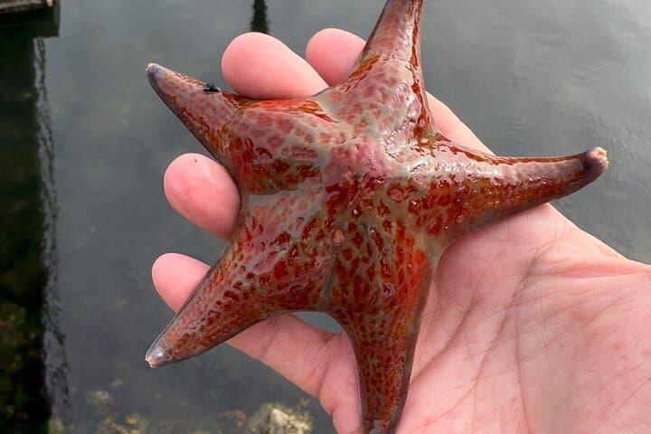 Private Island Day Trip from Sitka: Mertz Island Exclusive Adventure photo 6