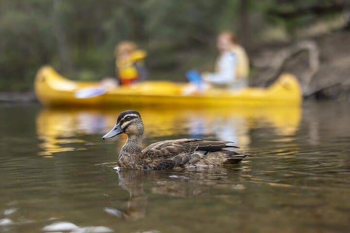 Dwellingup Paddle and Picnic: Self-Guided Murray River Canoe Tour photo 4